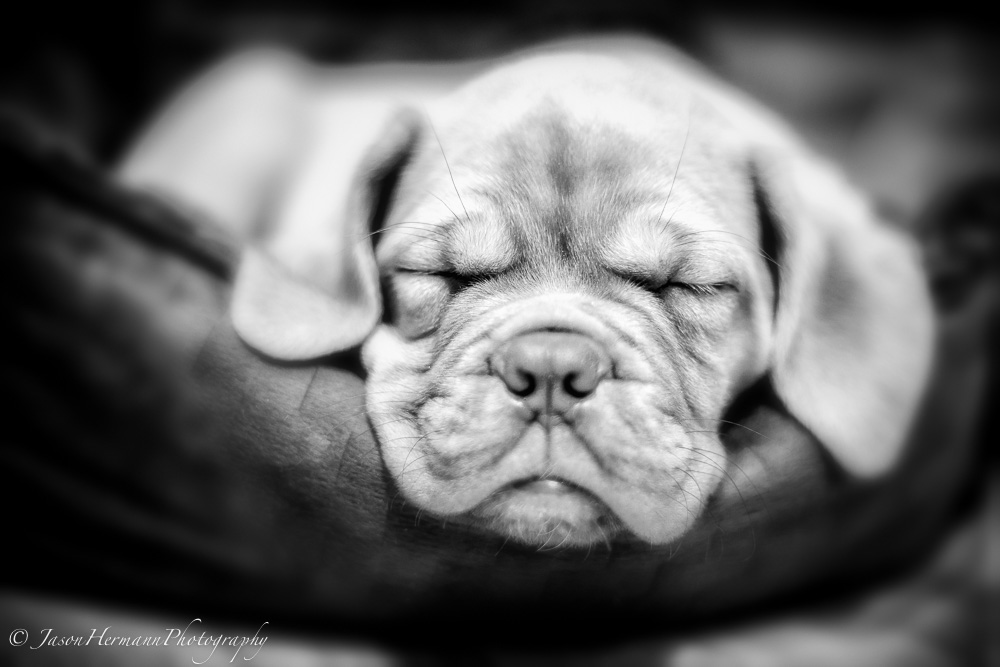Sony A7 II w/ 50mm f/1.4 Rokkor-X Lens