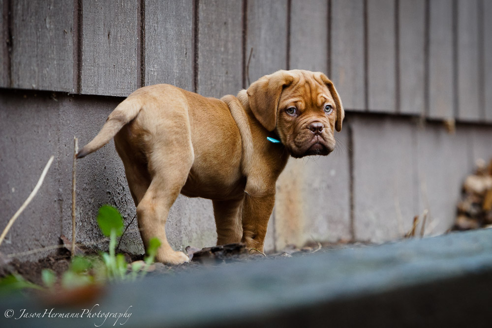 Sony A7II w/ Metabones and EF 70-200mm f/2.8 IS L Lens