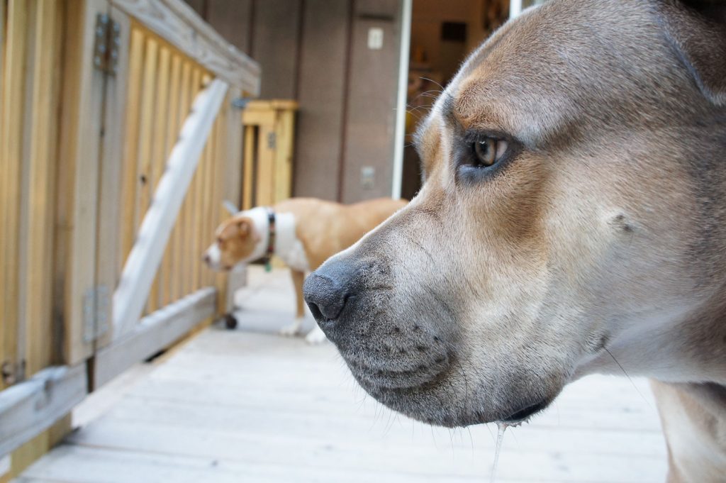 Chubs and Sadie - Sony Nex-C3, 18-55mm Lens @ f/5.6, 18mm, 1/60sec, ISO 1000