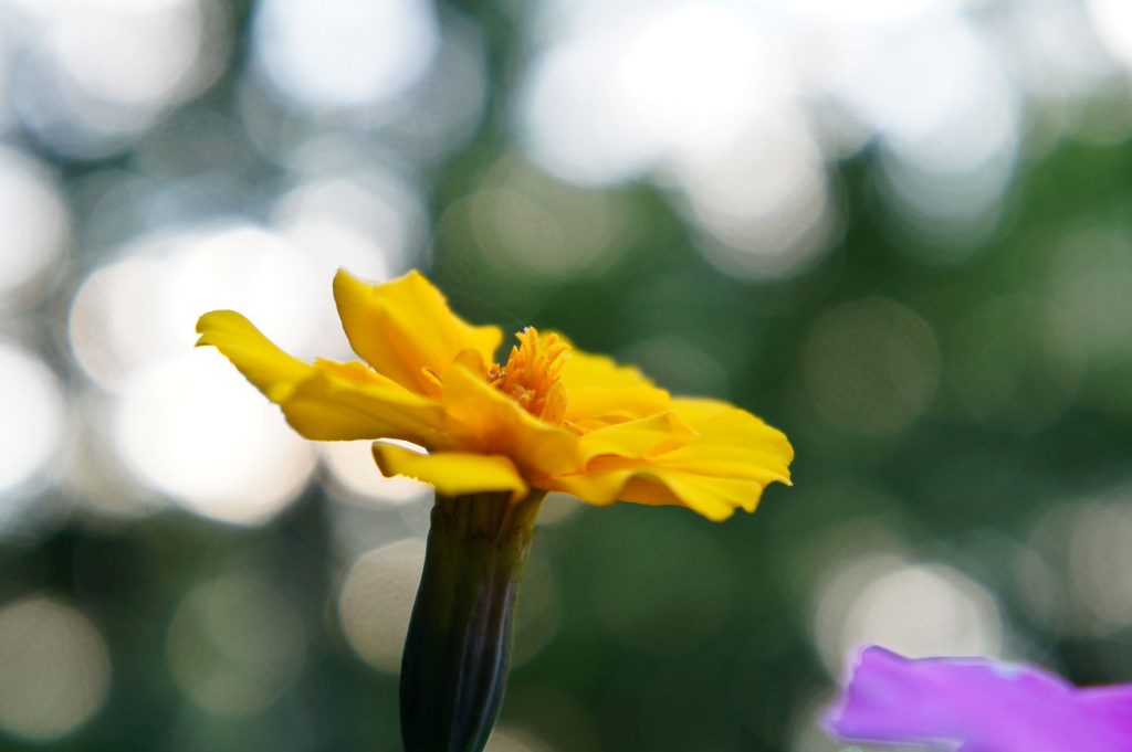 Flower - Sony Nex-C3, 18-55mm Lens @ f/5.6, 55mm, 1/100sec, ISO 640