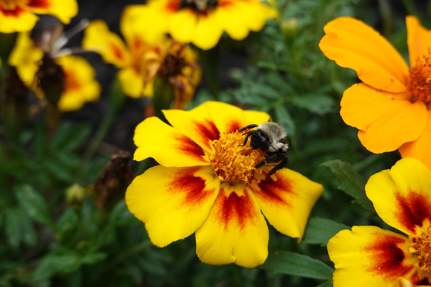 Sony RX100 VI – Sample Photos – SonyAlphaLab