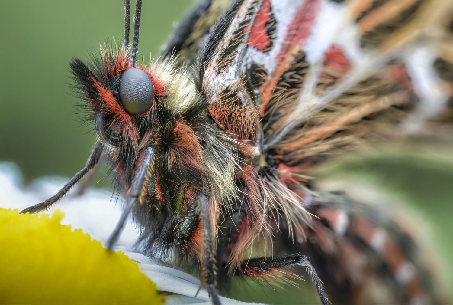 Nikon Z Venus LAOWA 100mm 2x Ultra-Macro APO Lens Canon EF