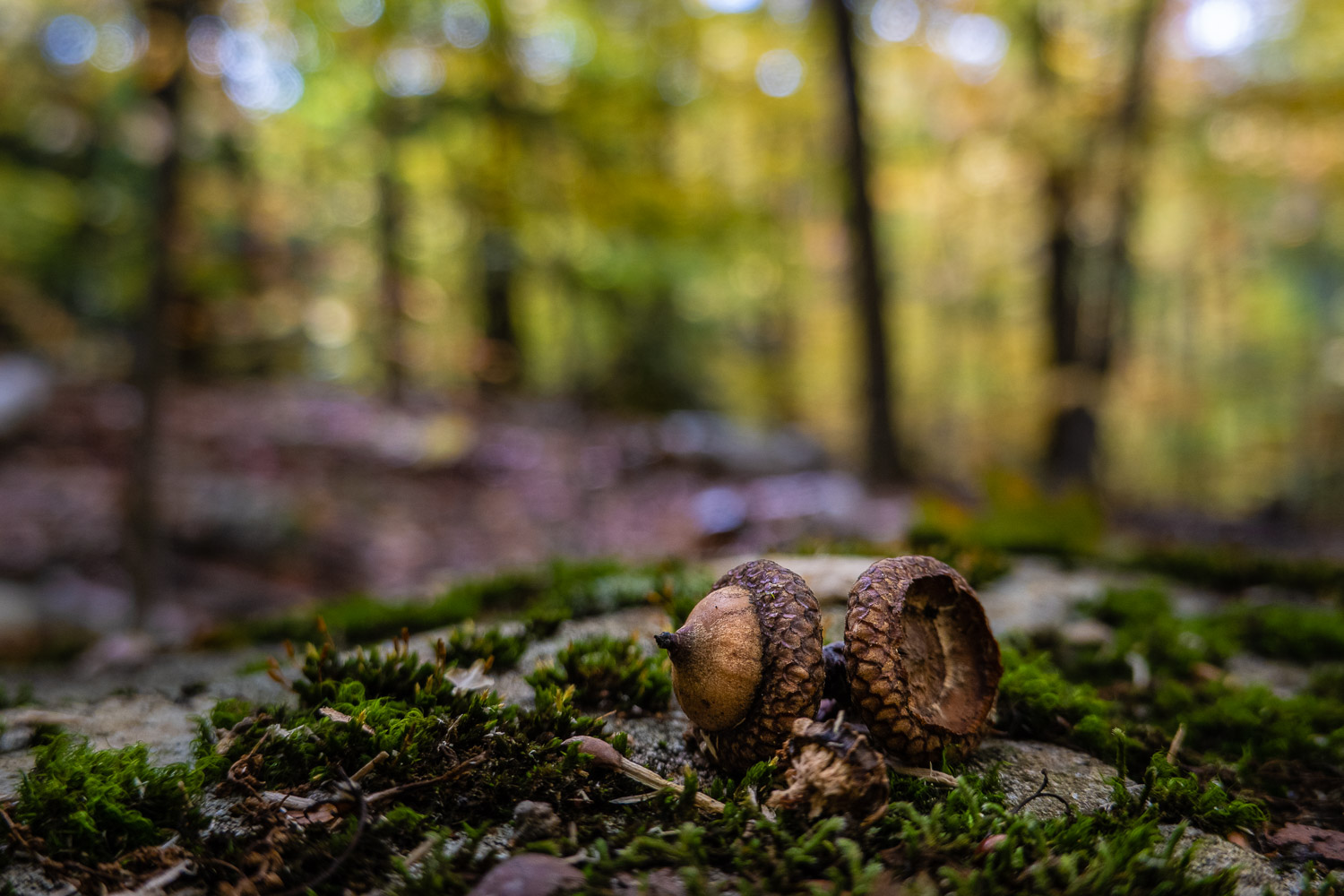 Sony RX100 VII - Sample Photo