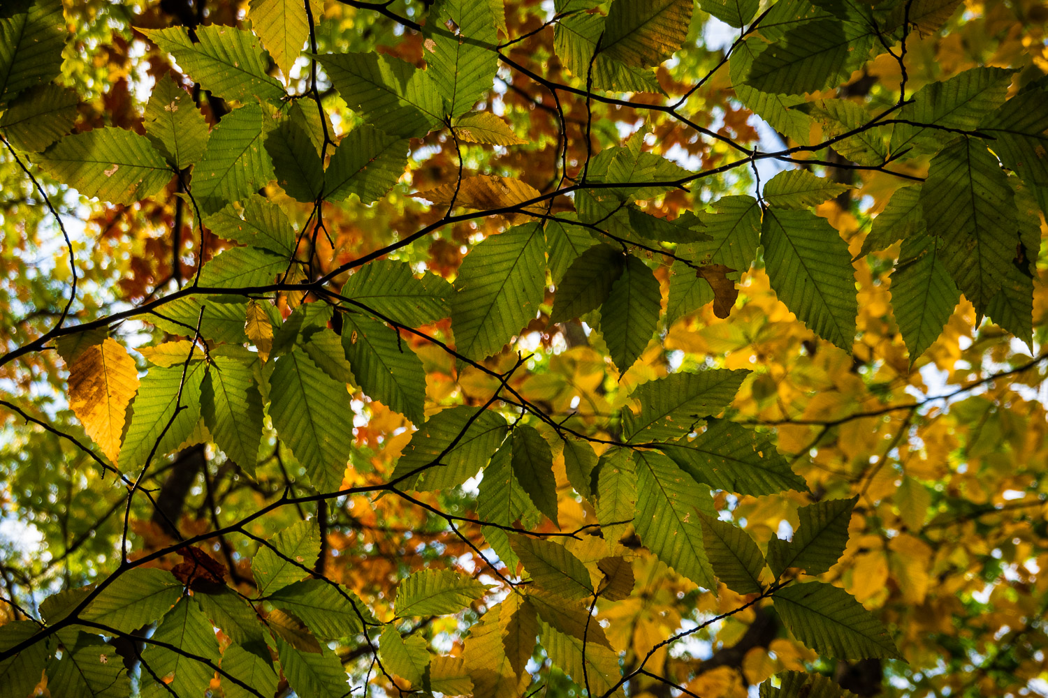Sony RX100 VII - Sample Photo